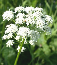 Zevenblad (Aegopodium podagraria)